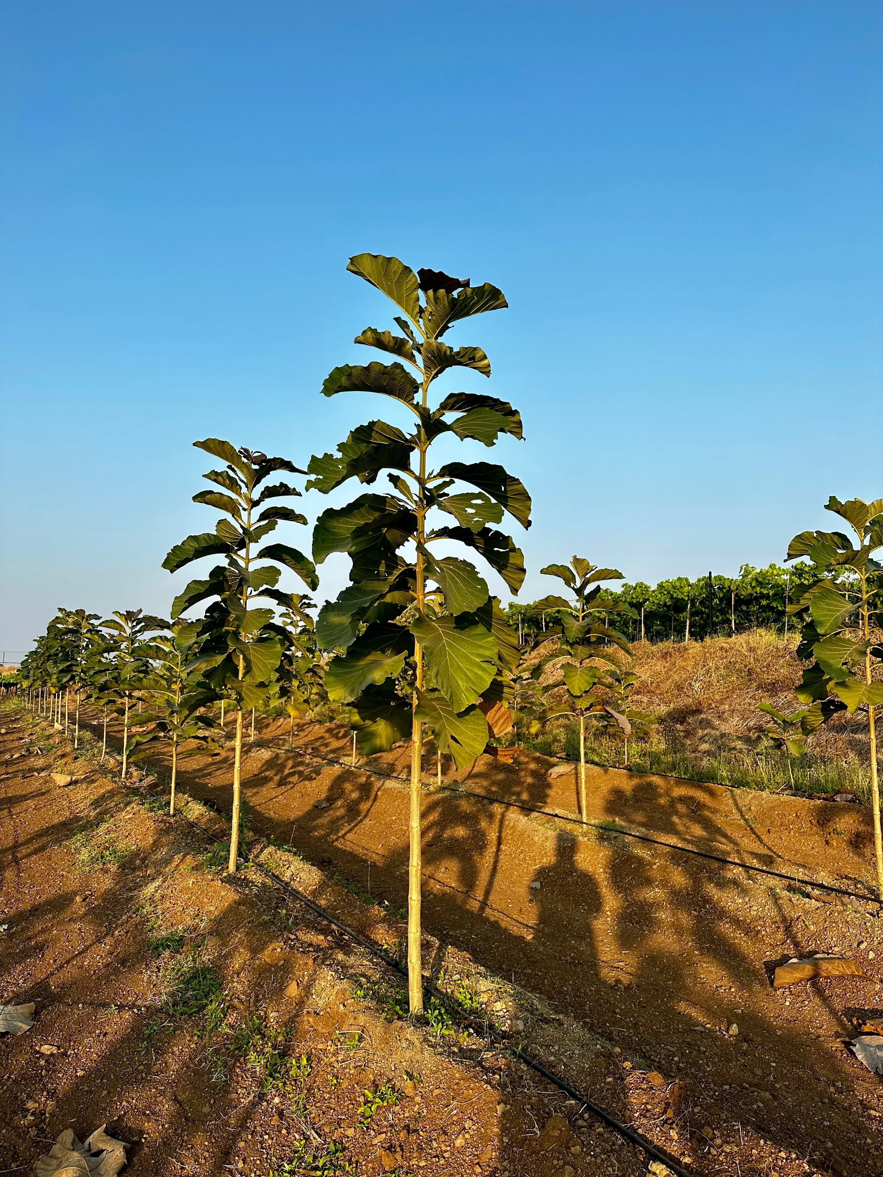 Reforestation efforts